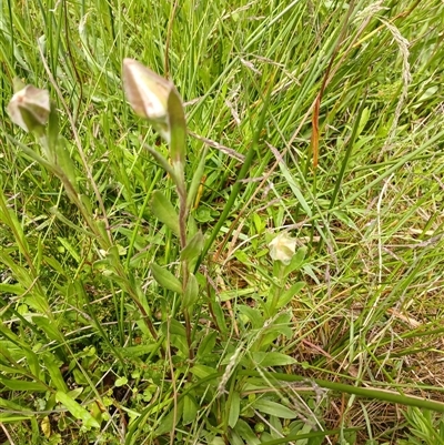 Unidentified Other Wildflower or Herb at Glen Allen, NSW - 11 Dec 2024 by mahargiani