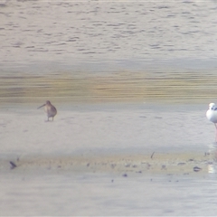 Limosa limosa (Black-tailed Godwit) at Lake Bathurst, NSW - 10 Dec 2024 by Liam.m