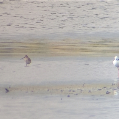 Limosa limosa (Black-tailed Godwit) at Lake Bathurst, NSW by Liam.m