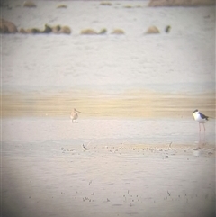 Limosa limosa at suppressed - suppressed