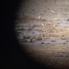 Calidris acuminata at suppressed - 11 Dec 2024