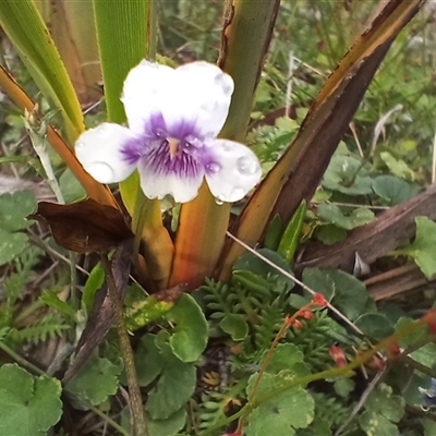 Viola sp. at Glen Allen, NSW - 11 Dec 2024 by mahargiani