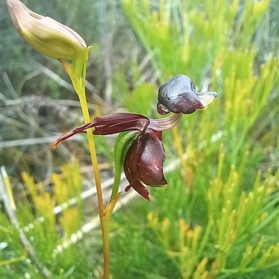Caleana major (Large Duck Orchid) at Wog Wog, NSW - 28 Nov 2024 by Liam.m