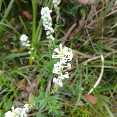 Stackhousia monogyna (Creamy Candles) at Glen Allen, NSW - 11 Dec 2024 by mahargiani