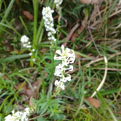 Stackhousia monogyna at Glen Allen, NSW - 11 Dec 2024 by mahargiani