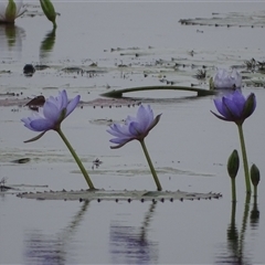 Nymphaea sp. (Waterlily) at Wyndham, WA - 17 Sep 2024 by Mike