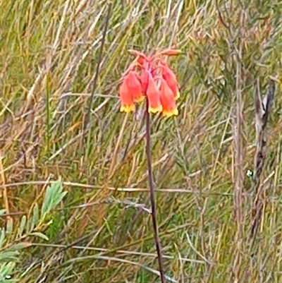 Blandfordia nobilis (Christmas Bells) at Wog Wog, NSW - 28 Nov 2024 by Liam.m