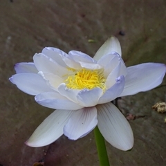 Nymphaea sp. (Waterlily) at Wyndham, WA - 17 Sep 2024 by Mike