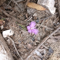 Thysanotus patersonii at Glen Allen, NSW - 11 Dec 2024 by mahargiani