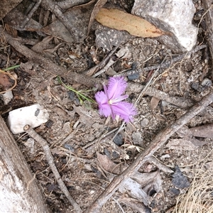 Thysanotus tuberosus subsp. tuberosus at Glen Allen, NSW - 11 Dec 2024 11:52 AM