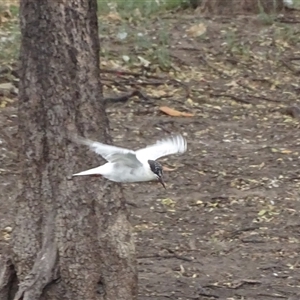 Chlidonias hybrida at Wyndham, WA - 17 Sep 2024