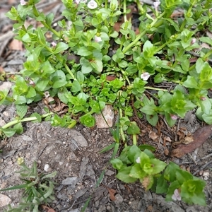 Gratiola peruviana (Australian Brooklime) at Glen Allen, NSW by mahargiani