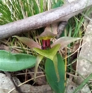 Chiloglottis valida (Large Bird Orchid) at Rossi, NSW by Liam.m