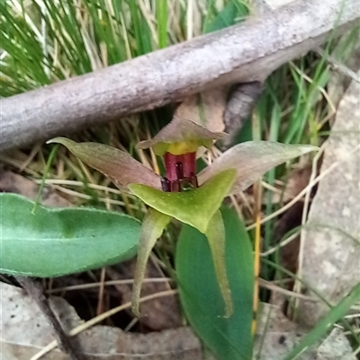 Chiloglottis valida (Large Bird Orchid) at Rossi, NSW - 2 Oct 2024 by Liam.m