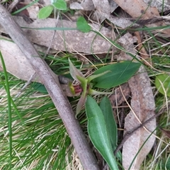 Chiloglottis valida at Rossi, NSW - suppressed