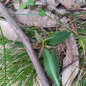 Chiloglottis valida at Rossi, NSW - suppressed