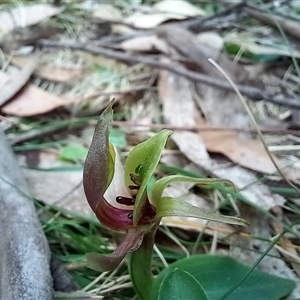 Chiloglottis valida at Rossi, NSW - suppressed