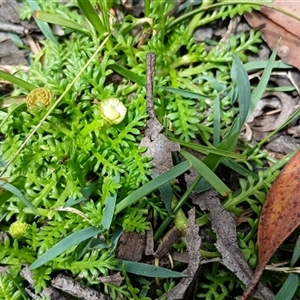 Leptinella filicula (Mountain Cotula) at Glen Allen, NSW by mahargiani