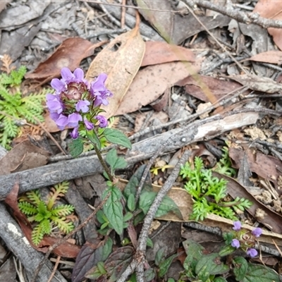 Prunella vulgaris (Self-heal, Heal All) at Glen Allen, NSW - 12 Dec 2024 by mahargiani