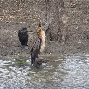 Anhinga novaehollandiae at Wyndham, WA - 17 Sep 2024