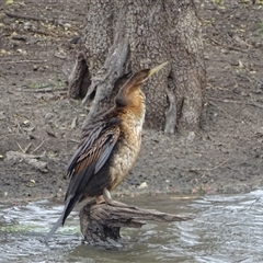 Anhinga novaehollandiae at Wyndham, WA - 17 Sep 2024 11:30 AM