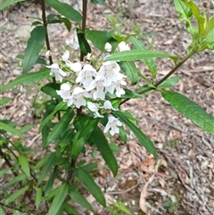 Prostanthera lasianthos (Victorian Christmas Bush) at Glen Allen, NSW - 11 Dec 2024 by mahargiani