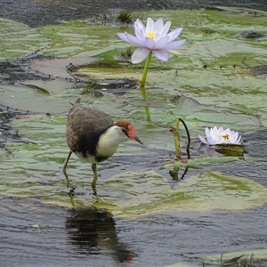 Irediparra gallinacea at Wyndham, WA by Mike