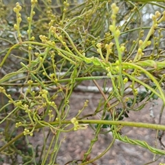 Cassytha pubescens (Devil's Twine) at Glen Allen, NSW - 11 Dec 2024 by mahargiani