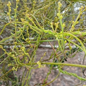 Cassytha pubescens at Glen Allen, NSW - 11 Dec 2024