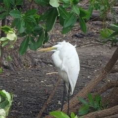 Ardea alba (Great Egret) at Wyndham, WA - 17 Sep 2024 by Mike