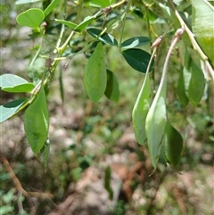 Goodia lotifolia (Golden Tip) at Glen Allen, NSW - 11 Dec 2024 by mahargiani