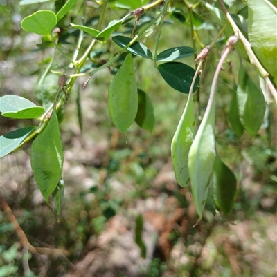 Goodia lotifolia (Golden Tip) at Glen Allen, NSW - 11 Dec 2024 by mahargiani