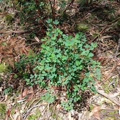 Goodia lotifolia at Glen Allen, NSW - 11 Dec 2024 12:17 PM