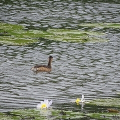 Tachybaptus novaehollandiae (Australasian Grebe) at Wyndham, WA - 17 Sep 2024 by Mike