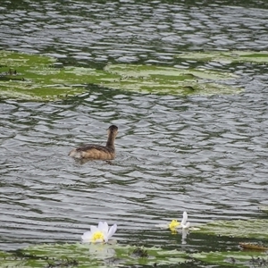 Unidentified Other Waterbirds (Crakes, Grebes, Gulls and Terns) at Wyndham, WA by Mike