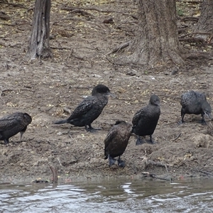 Phalacrocorax sulcirostris at Wyndham, WA - 17 Sep 2024 11:31 AM