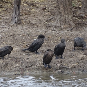 Unidentified Colonial nesters (Herons, Cormorants, etc) at Wyndham, WA by Mike