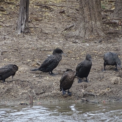 Phalacrocorax sulcirostris (Little Black Cormorant) at Wyndham, WA - 17 Sep 2024 by Mike