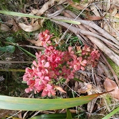 Ceratopetalum gummiferum at Glen Allen, NSW - 11 Dec 2024 by mahargiani