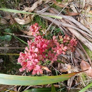 Ceratopetalum gummiferum at Glen Allen, NSW by mahargiani