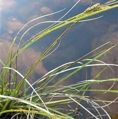 Carex appressa at Urila, NSW - 11 Dec 2024 by JaneR