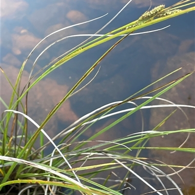 Carex iynx (Tussock Sedge) at Urila, NSW - 11 Dec 2024 by JaneR