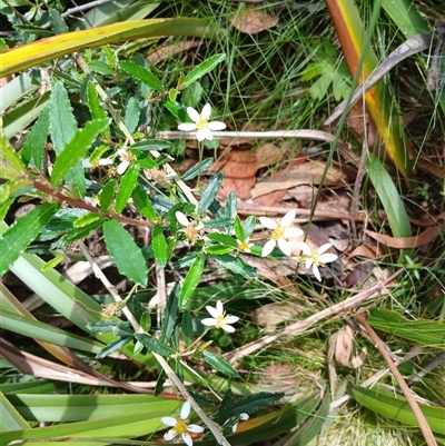 Olearia erubescens (Silky Daisybush) at Glen Allen, NSW - 11 Dec 2024 by mahargiani