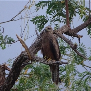 Milvus migrans at Kununurra, WA - 16 Sep 2024 04:58 PM