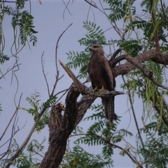 Milvus migrans at Kununurra, WA - 16 Sep 2024 04:58 PM