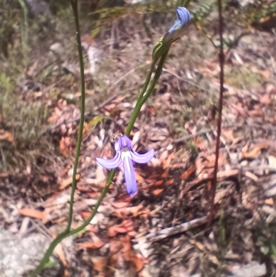 Lobelia simplicicaulis at Glen Allen, NSW - 11 Dec 2024 by mahargiani