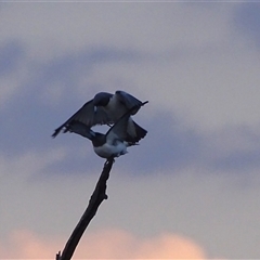 Artamus leucorynchus (White-breasted Woodswallow) at Kununurra, WA - 16 Sep 2024 by Mike
