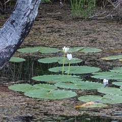 Nymphaea sp. at Kununurra, WA - 16 Sep 2024 by Mike