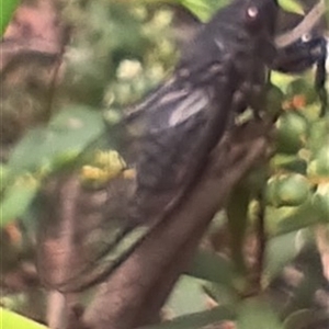 Psaltoda moerens at Glen Allen, NSW by mahargiani