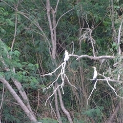 Unidentified Colonial nesters (Herons, Cormorants, etc) at Kununurra, WA - 16 Sep 2024 by Mike